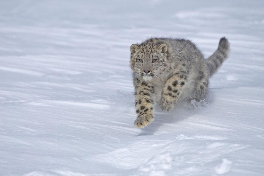 कञ्चनजंघा क्षेत्रमा हिउँचितुवाको आक्रमण बढ्दो