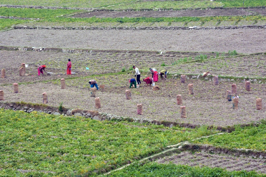 लगानी र उत्पादन सुरक्षित नभएको किसानको गुनासो