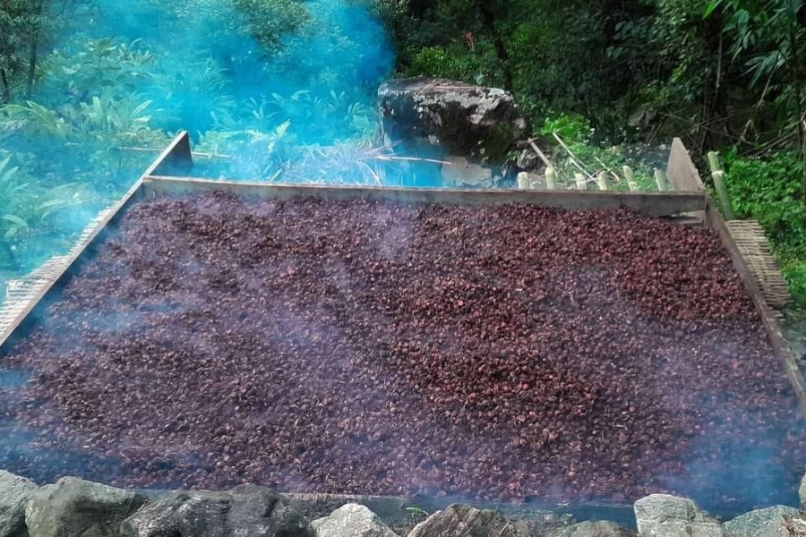 अलैँचीको मूल्य प्रतिमन ७० हजार, किसान उत्साहित