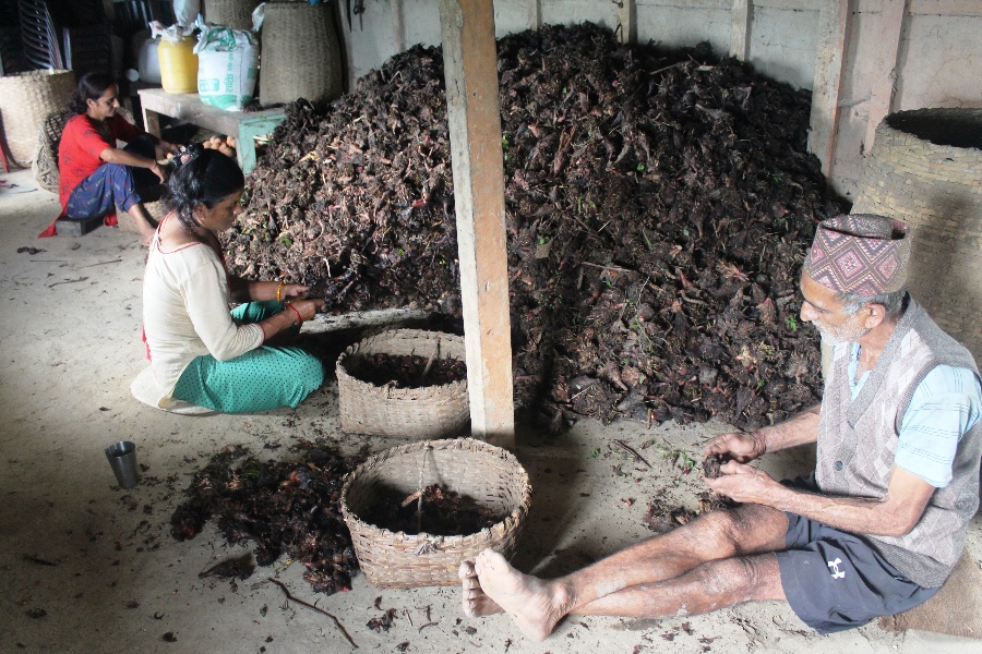 अलैँचीको मूल्य ४ वर्षयताकै उच्च, प्रतिमन ८५ हजार पुग्यो 