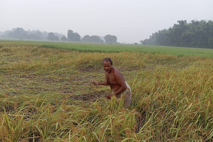 यो दशैँमा खुशी छैनन् सुनसरीका किसान