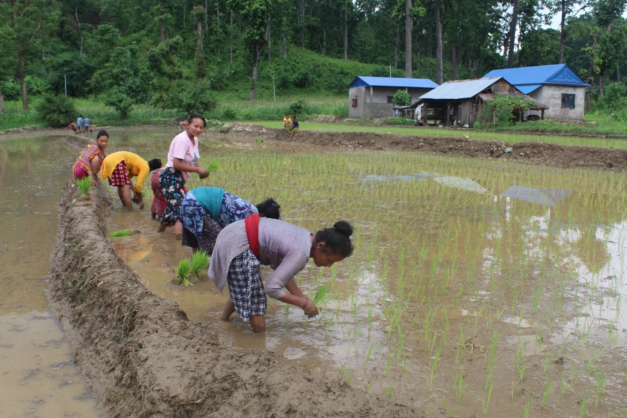 खेतीमा रमाउँदै वनकरिया समुदाय