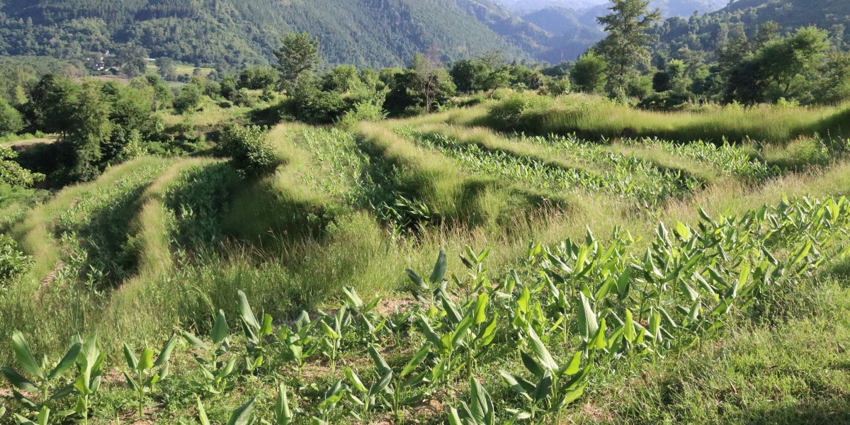 वर्षौंदेखि बाँझो रहेको जमिनमा बेसार फलाउँदै डोटीका ४ युवा