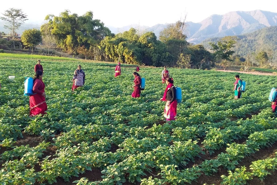 आलु बजारीकरणकाे जिम्मेवारी लिँदै ‘रामपुर नगरपालिका’    