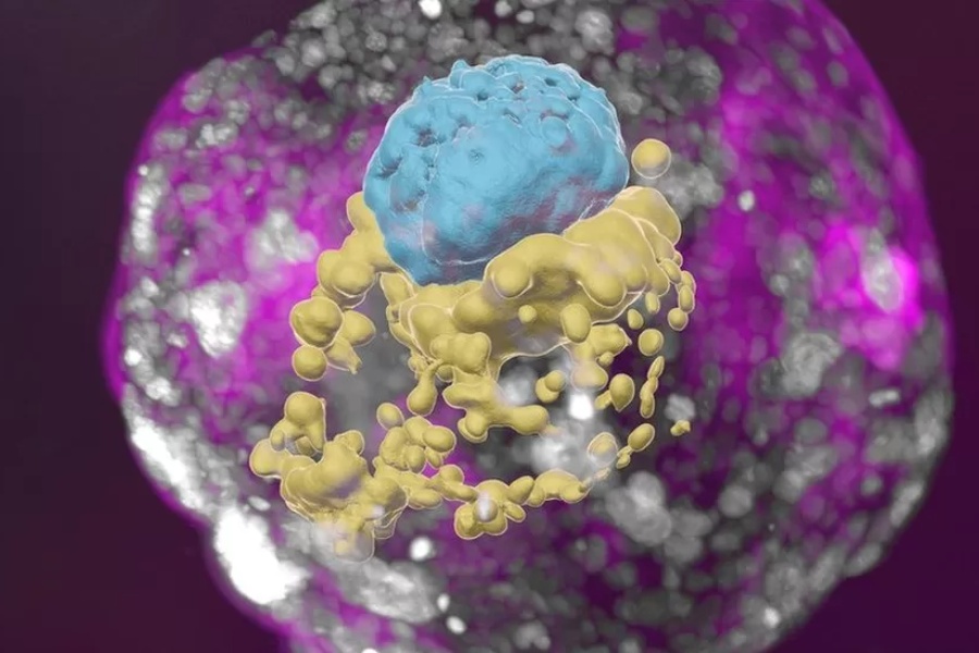 शुक्रकीट र डिम्बविना नै मानव भ्रूण बनाउन सफल भए वैज्ञानिक