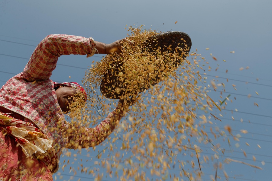 कन्चनपुरबाट १ हजार ५०० मेट्रिकटन धान खरिद गरिँदै