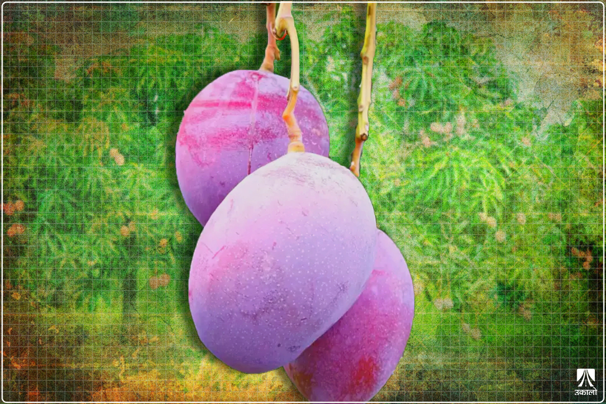 संसारकै महँगो आँप जापानको मियाजाकी, नेपालमा परीक्षण उत्पादन सफल