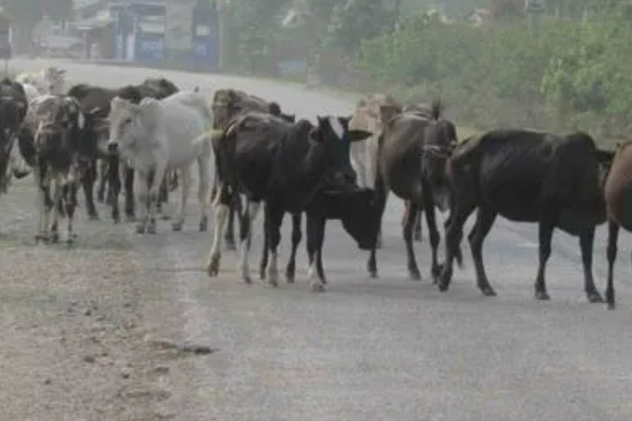 चौपाया व्यवस्थापन गर्न गौशाला निर्माण, आहारा व्यवस्थापनमा चुनौती