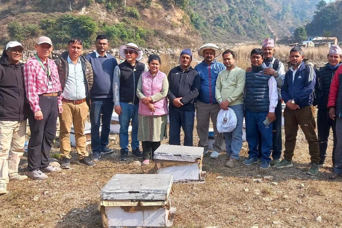 नेपालमा पहिलो पटक मौरी घारमा देखियो ‘ट्रोपिलाप्सिस माइट’