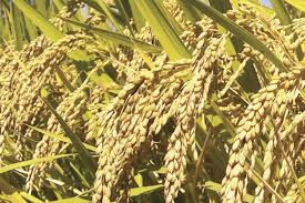 तनहुँमा चैतेधान प्रवर्द्धन आयोजनाबाट ११७७ मेट्रिकटन उत्पादन