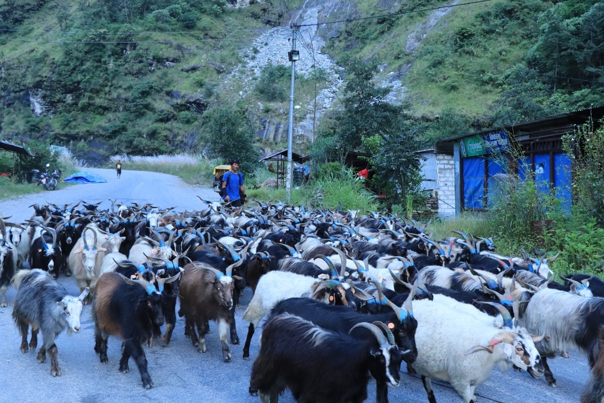 बजार झरे लेकाली भेडाच्यांग्रा