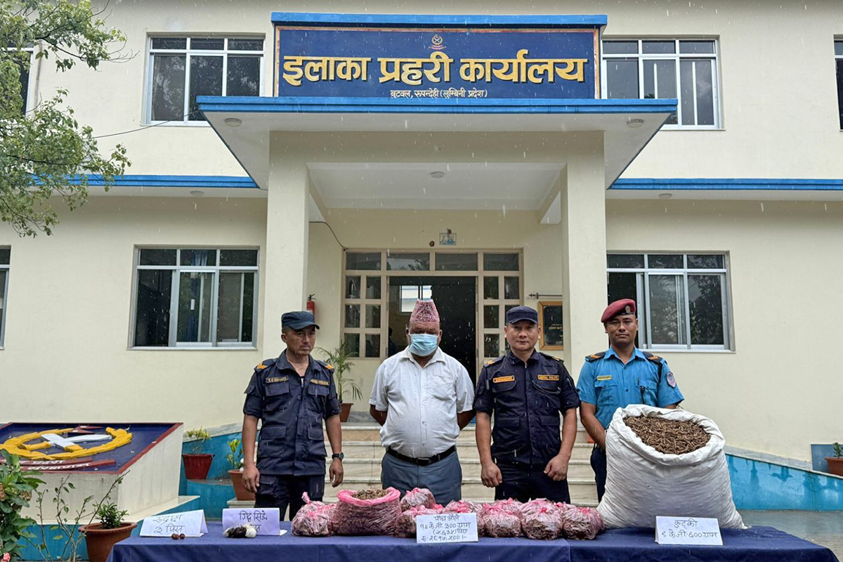 रुपन्देहीको इलाका प्रहरी कार्यालय, बुटवलले गत भदौमा पाँचऔँलेजस्तो देखिने सुनाखरीसहित पक्राउ गरेका सुकबहादुर बुढा।