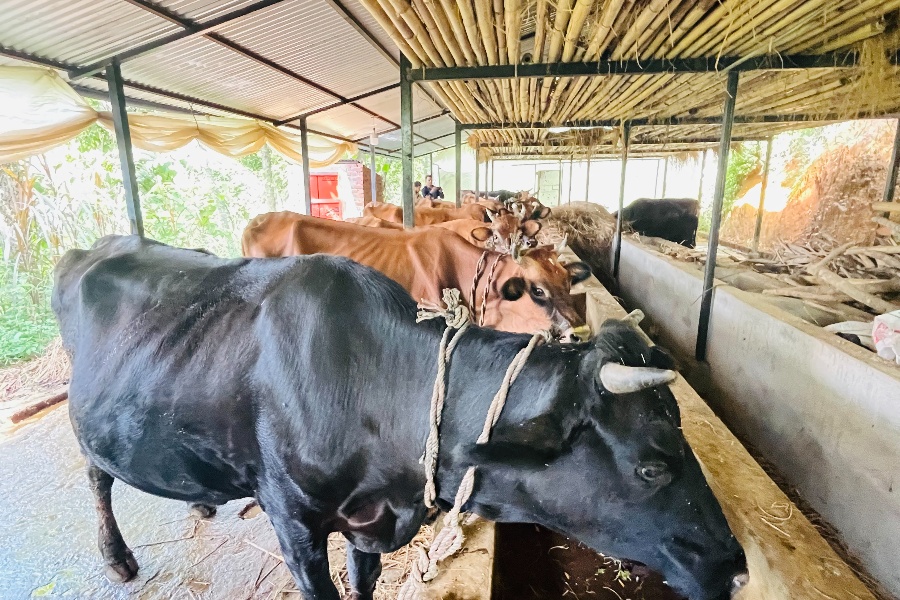 गुल्मीको सत्यवतीमा पहिलो बेत ब्याउने गाईलाई १० हजार अनुदान