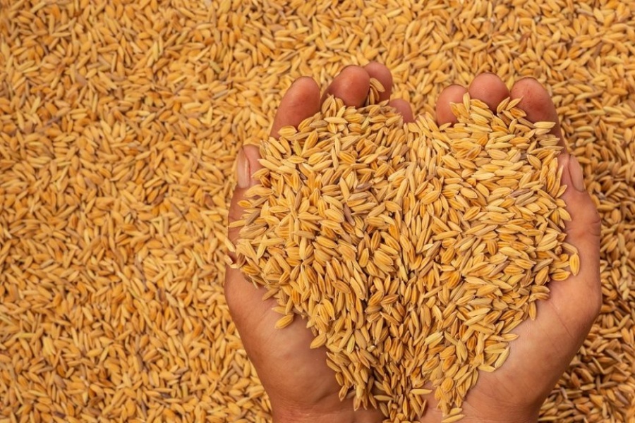 वीरगन्ज नाकाबाट १५ अर्बभन्दा धेरैको धान–चामल आयात