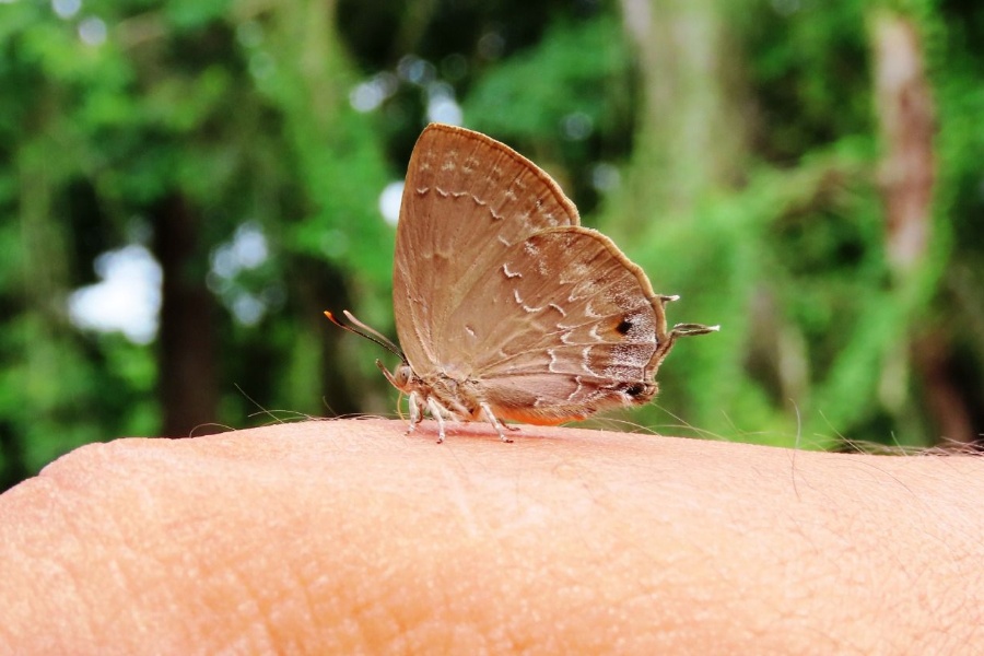 चितवनमा भेटियो दुर्लभ पुतली ‘सिल्वर स्ट्रिकेड एकासिया ब्लु’