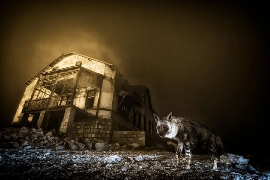 खण्डहर बस्तीमा ठिंग उभिएको हुँडार, यो वर्षको वन्यजन्तु फोटोग्राफर पुरस्कार डेन हीभरलाई