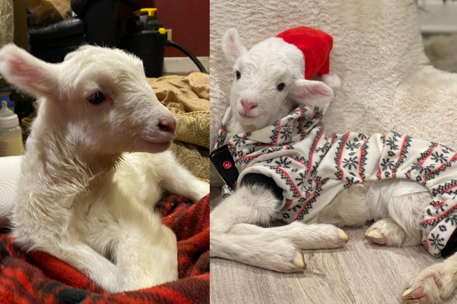 सेन्चुअरीमा ल्याउँदाताका किकी।