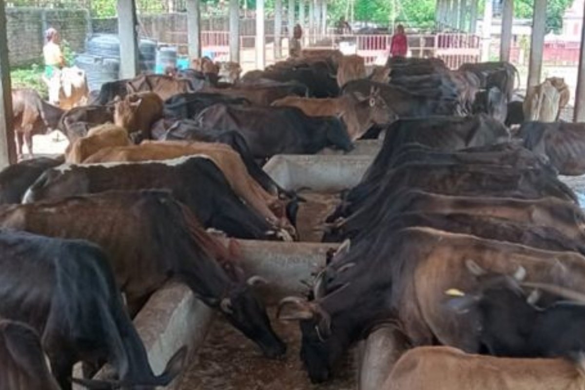 महोत्तरी गौशालाका गाईलाई आहारा अभाव