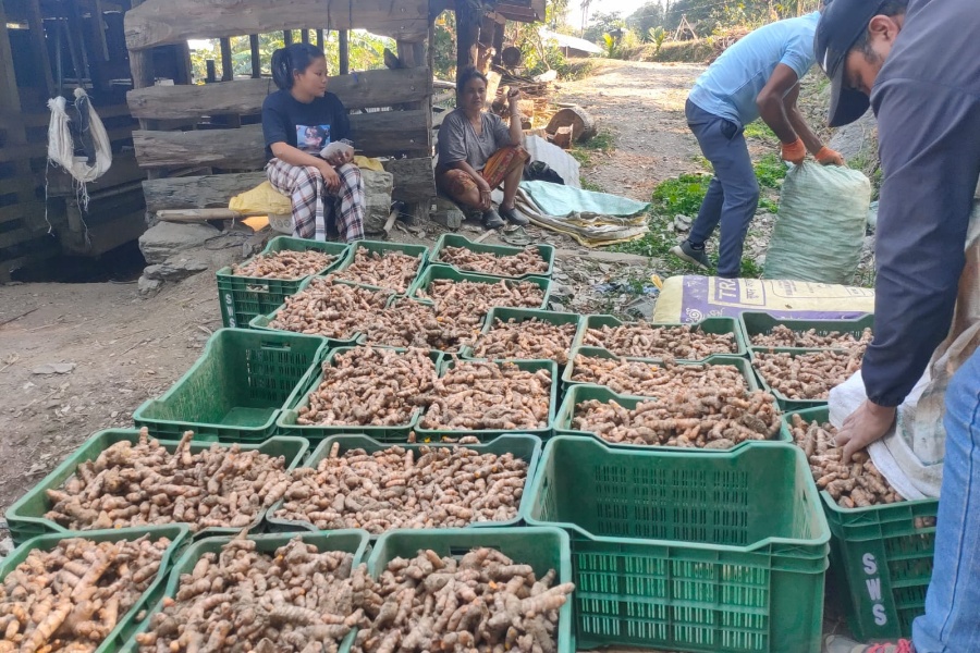 जंगली जनावरबाट अन्नबाली जोगाउन समस्या भएपछि बेसारखेती 