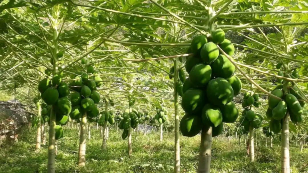 मेवा बेचेर आम्दानी गर्दै दाङको कृषि सहकारी