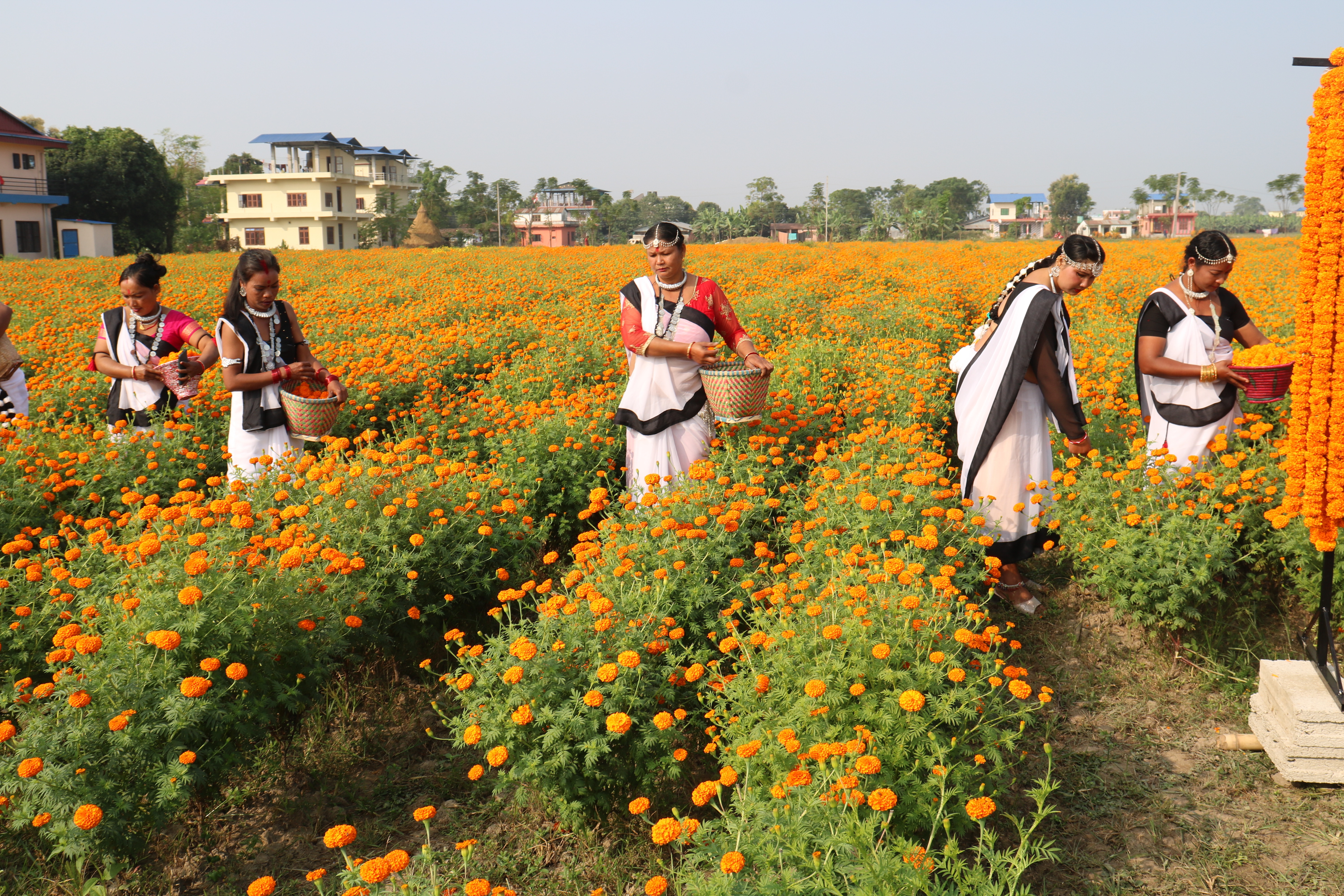 फूलखेतीमा बढ्दो आकर्षण, तर तिहारमा बाहेक बजार पाउनै मुस्किल