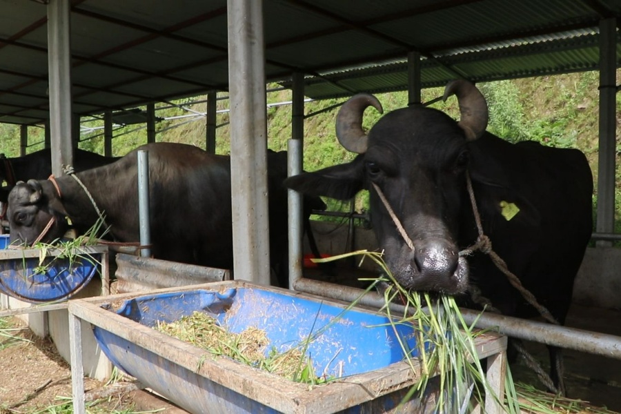 भारतबाट मुर्रा भैँसी, अमेरिका र अस्ट्रेलियाबाट घाँस!