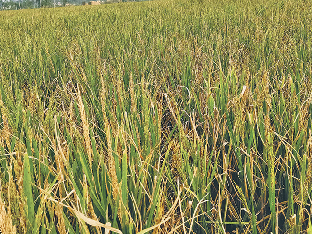 अनुदानको बीउबाट राम्रो उत्पादन नहुँदा किसान चिन्तित