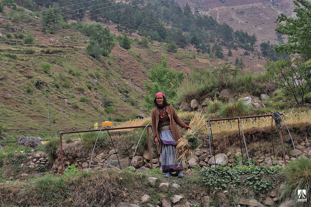 जुम्लामा जलवायु परिवर्तन र खडेरी : अन्नबाली तथा स्याउखेती संकटतिर, गुम्दैछ किसानको आम्दानी