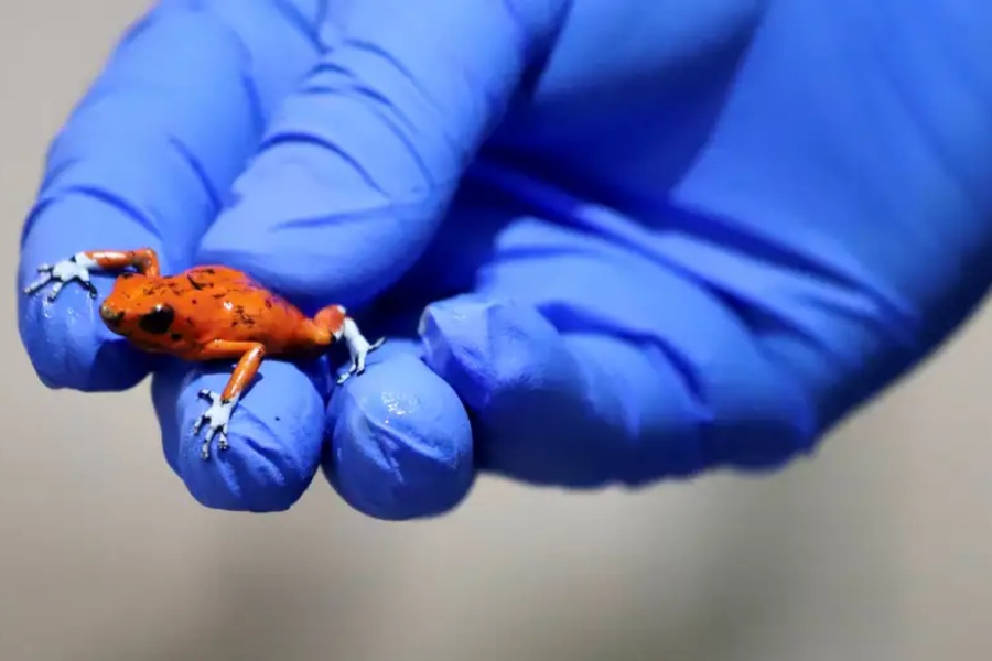 तस्करी रोक्न जनावरको वैध व्यापार, प्रयोगशालामै गरिन्छ उत्पादन 