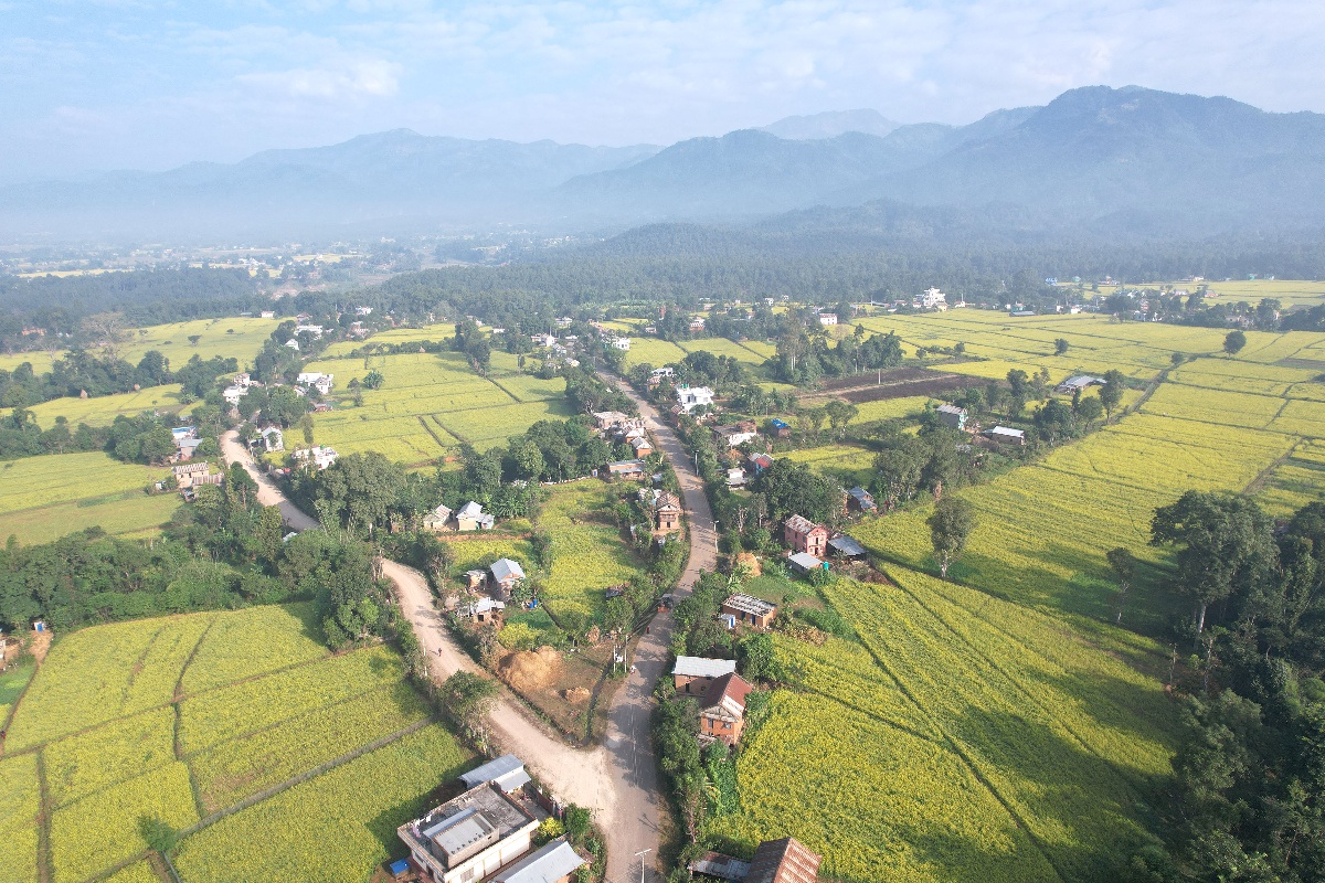 तोरीखेतीमा दाङका कृषकको आकर्षण, यस वर्ष उत्पादन ५ प्रतिशतले बढ्ने अनुमान