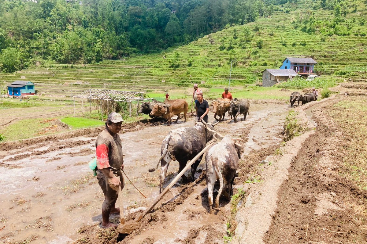 गलकोटमा शुरू भयो धान रोपाइँ, उत्पादन बढ्ने किसानको अपेक्षा
