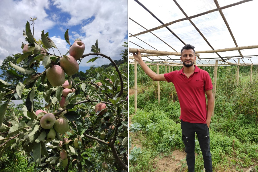 श्रीकृष्णको ‘फार्मस्टे’ काभ्रेमा बेमौसमी स्याउबारी