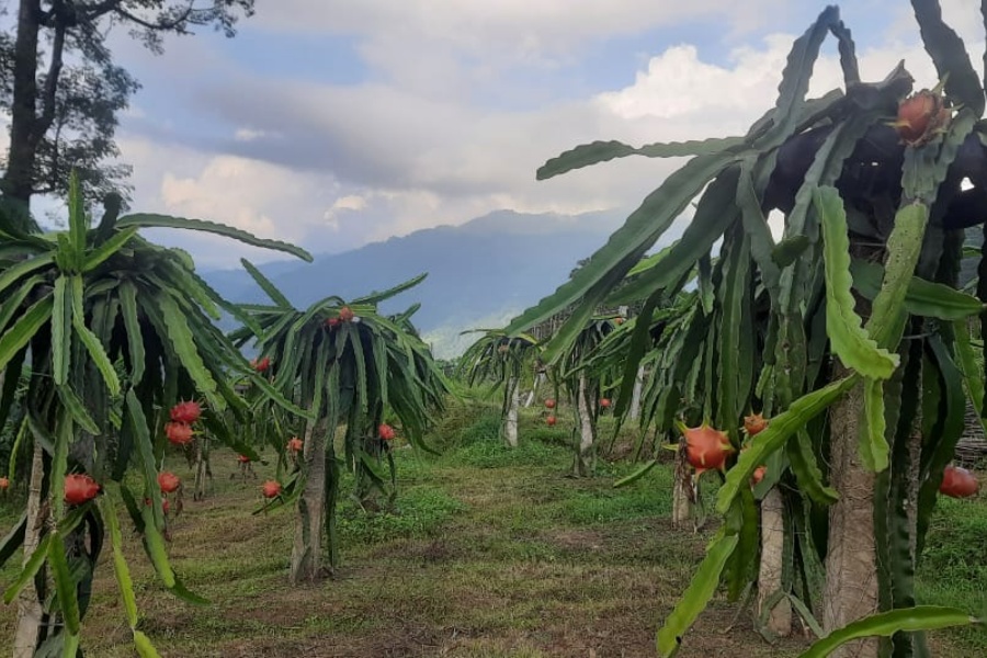 इलाममा विस्तार हुँदै ड्रागनखेती, सिँचाइको प्रबन्ध गरिदिन किसानको माग