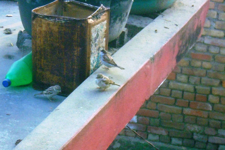 कता हराए चिरबिर गर्ने भँगेरा?