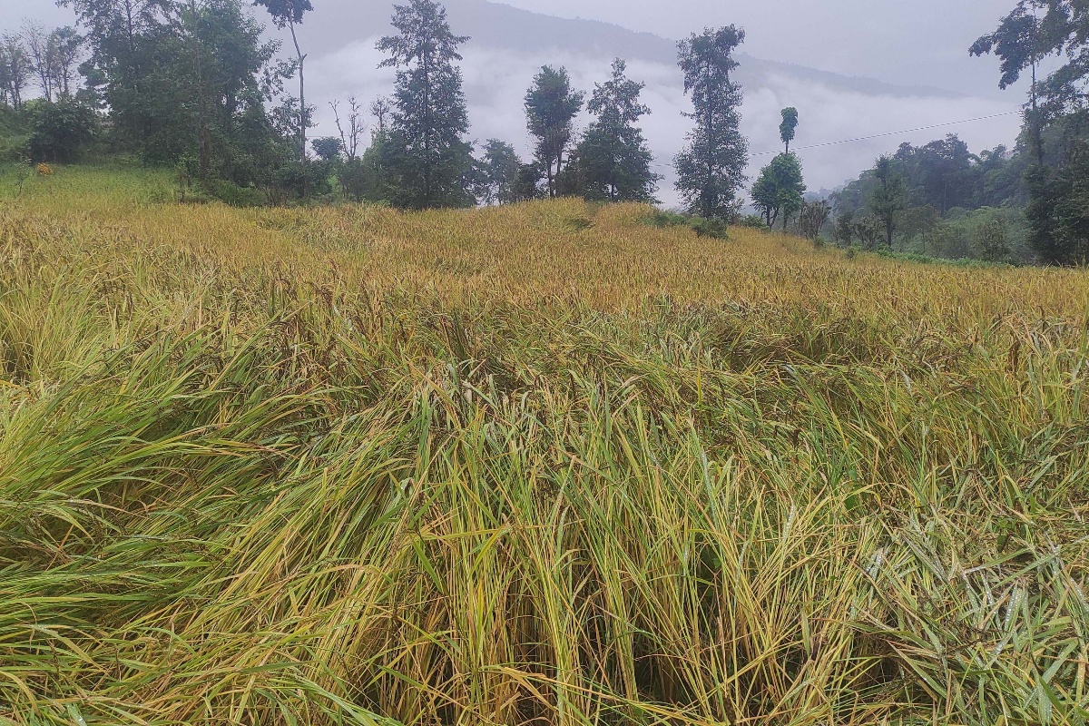 खोटाङमा थन्क्याउन लागिएको धानबालीमा वर्षाले क्षति