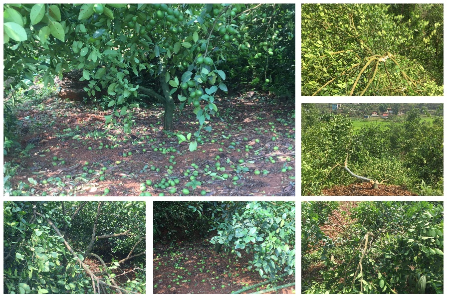 हावाहुरीले कागतीका ४ सय बोट नष्ट, क्षतिपूर्ति दिँदैन सरकार