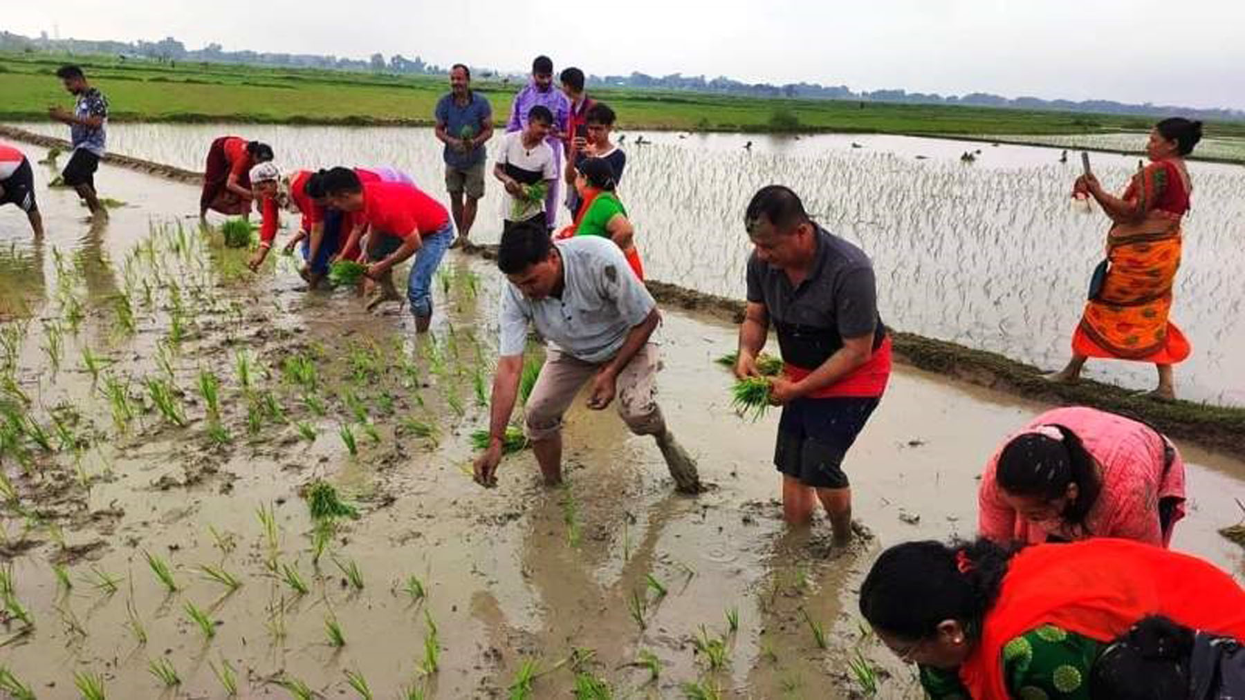 पर्याप्त वर्षा नहुँदा मधेश प्रदेशमा नौ प्रतिशत मात्र रोपाइँ