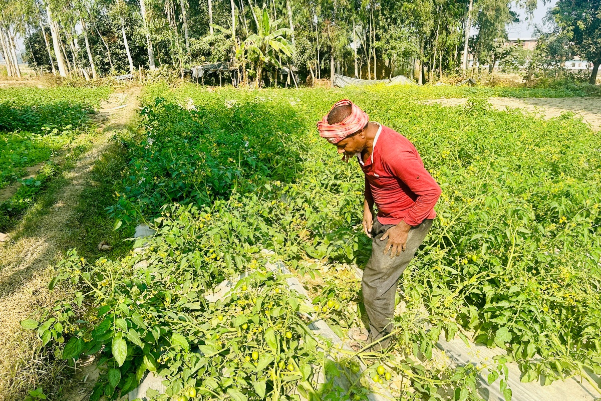 तरकारीखेतीको आम्दानीबाट जीविकोपार्जन गर्दै कुशाहाका दलित समुदाय