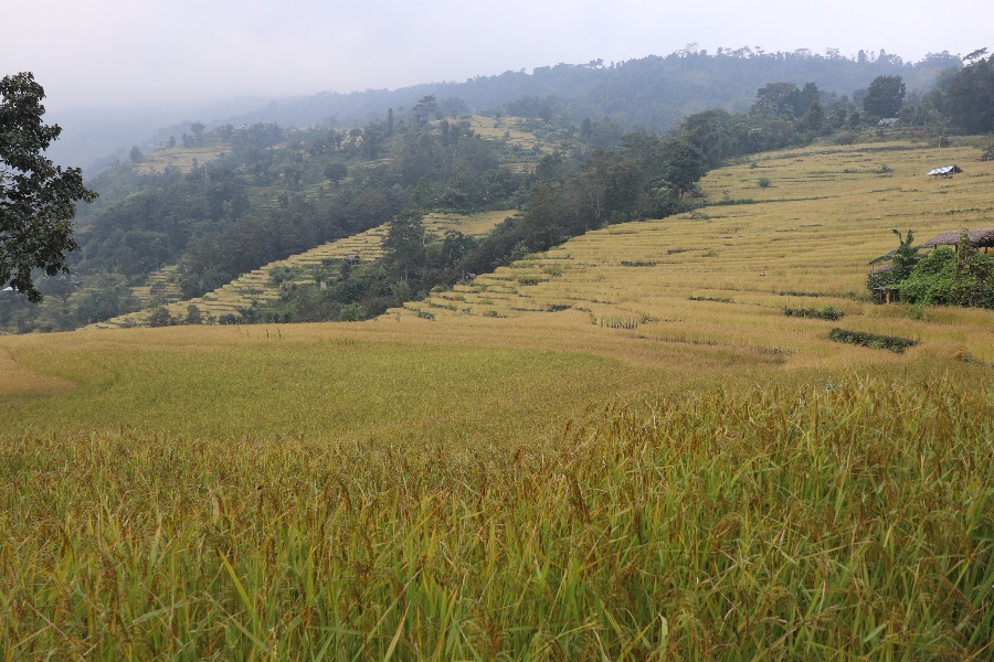 इलाममा बढ्यो धान उत्पादन, खेतीको क्षेत्रफल भने घट्यो
