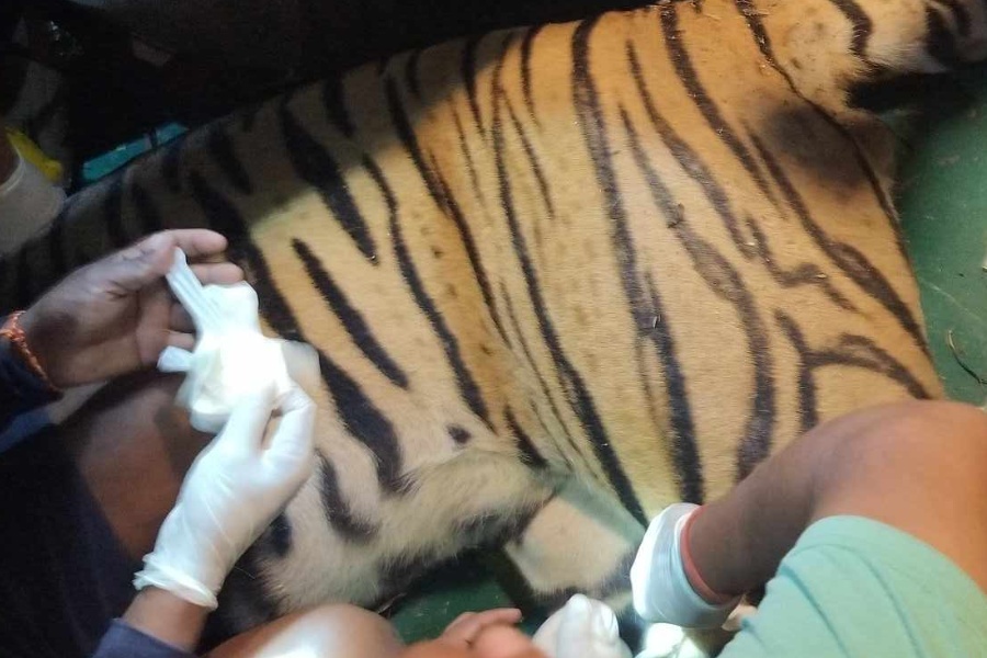 मान्छेलाई आक्रमण गर्ने  बाघ नियन्त्रणमा