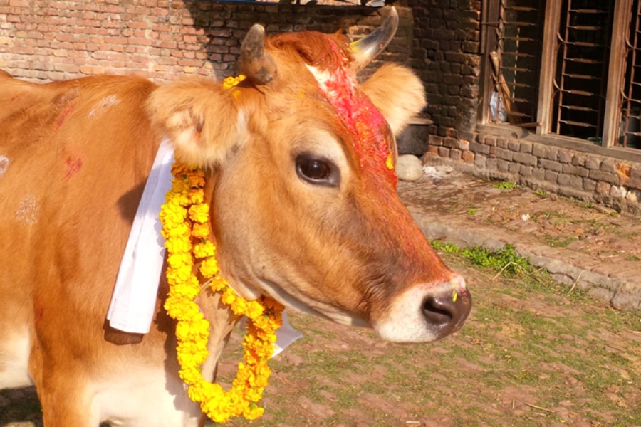 तिहारको तेस्रो दिन: गाईको पूजा गरिँदै