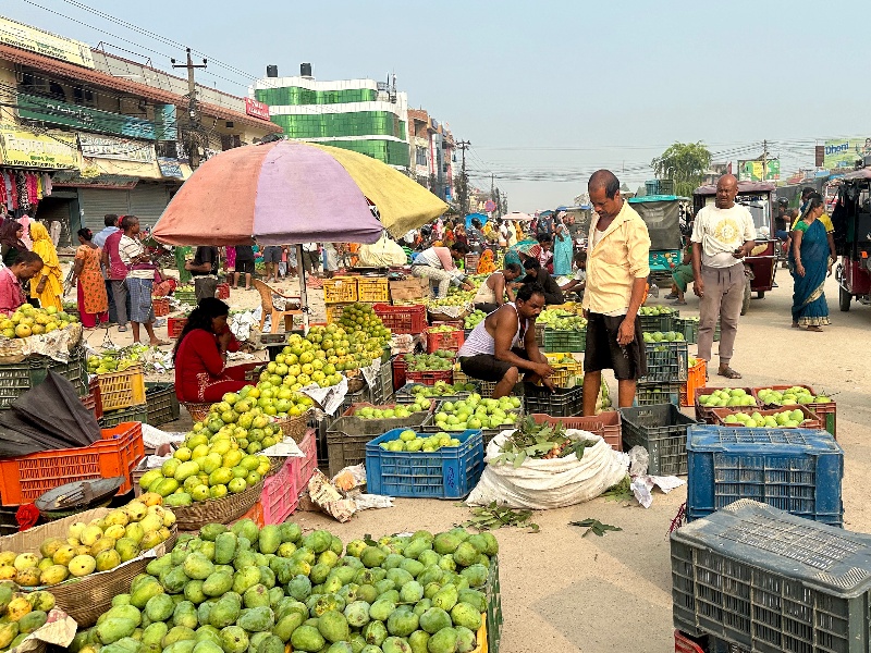 किसानलाई प्रोत्साहन गर्न ‘ब्रान्डिङ’ गरिँदै लहानको आँप