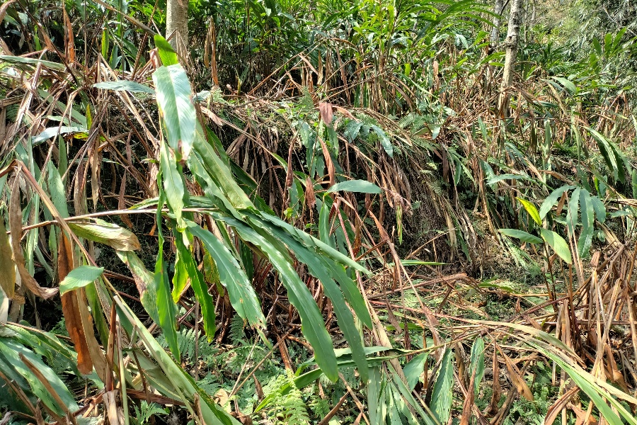 वर्षा नहुँदा सुक्न थाले अलैँची बगान 