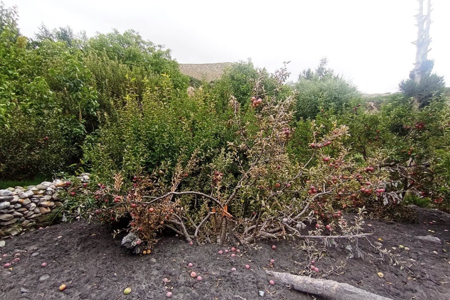 कागबेनीमा आएको बाढीले करोडौँको स्याउ बगायो