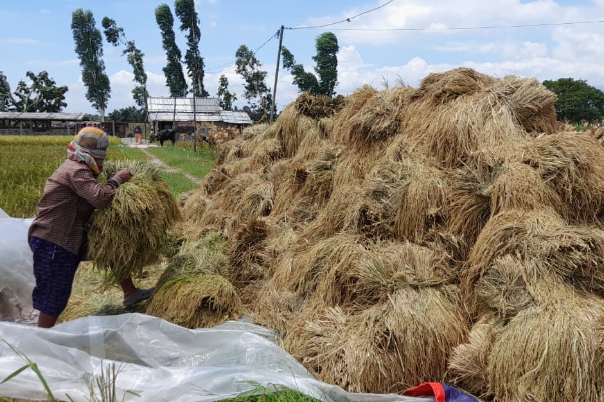 चैतेधानको उत्पादन बढ्दा मूल्य आधा घट्यो
