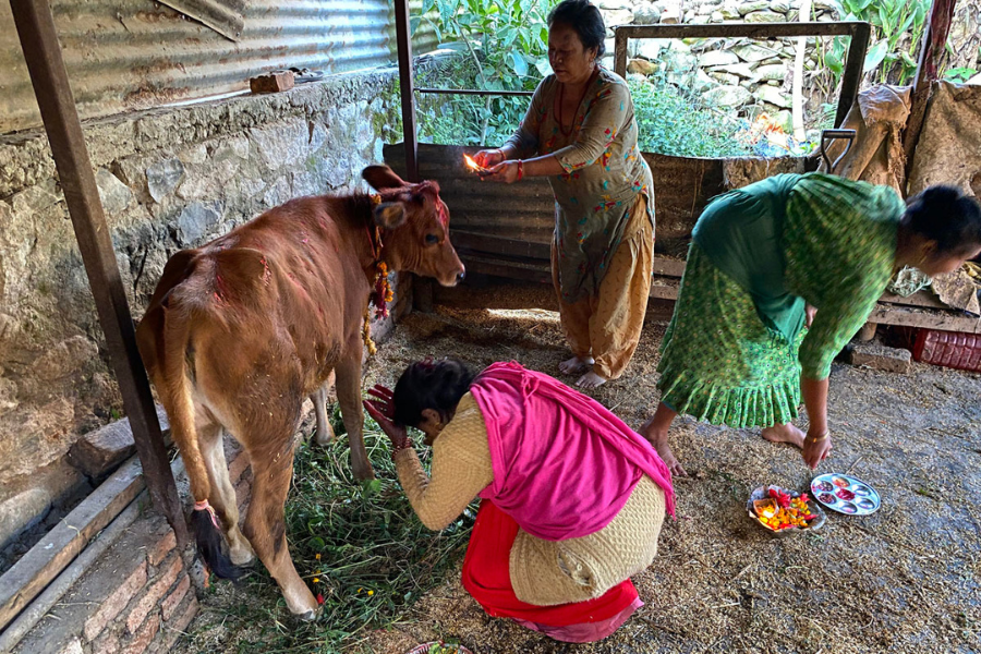 तिहारको चौथो दिन आज गाईपूजा