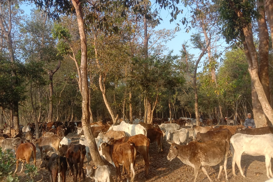 आहारा नपाएर रूखका बोक्रा खाँदै छाडा चौपाया
