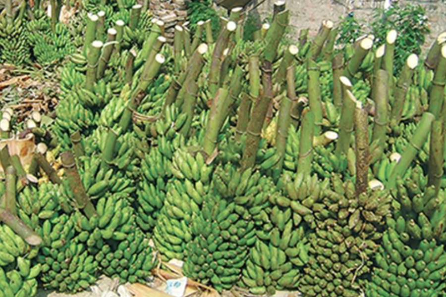 छठका लागि जनकपुरमा भारतबाट ४ करोडको केरा आयात