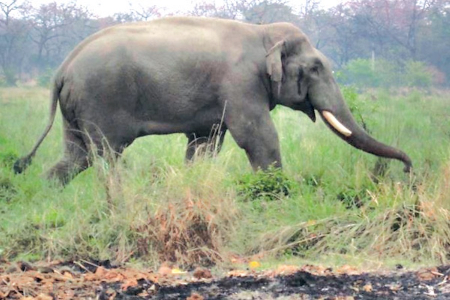चितवनमा फेरि ध्रुवे हात्तीको आतंक, एकैदिन ४ घर भत्कायो