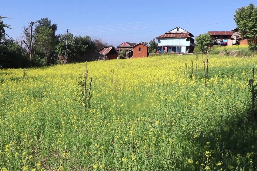 ताेरी खेती छाड्दै गुल्मीका किसान